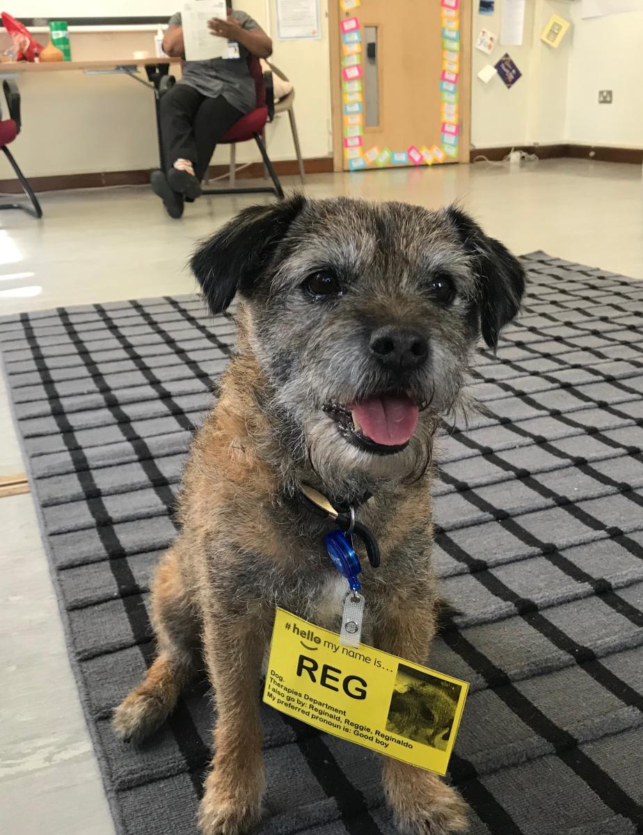 Reg, our pets as therapy dog, brought smiles to faces of staff in our Wellbeing Room at various points during the last year.